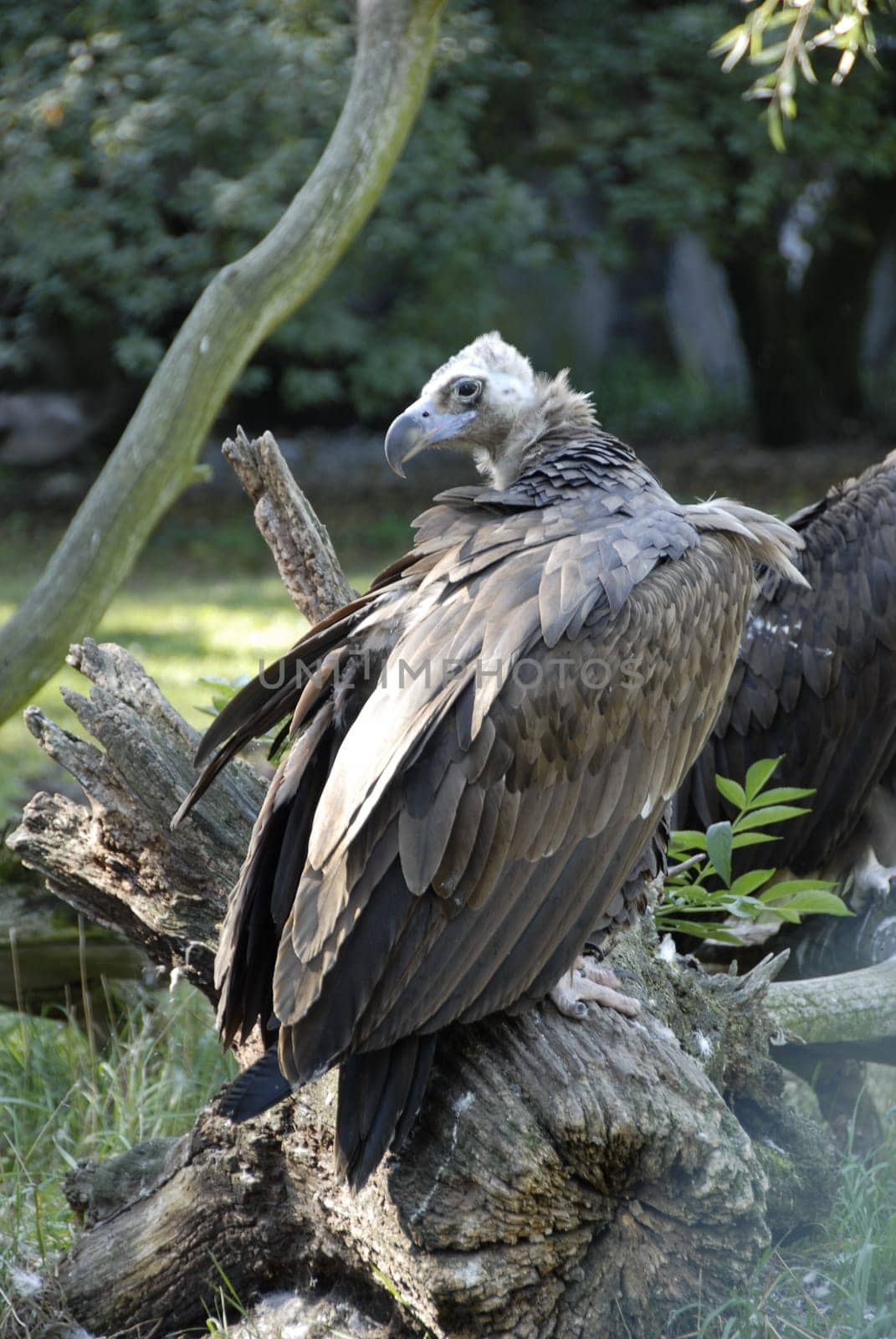 Vulture