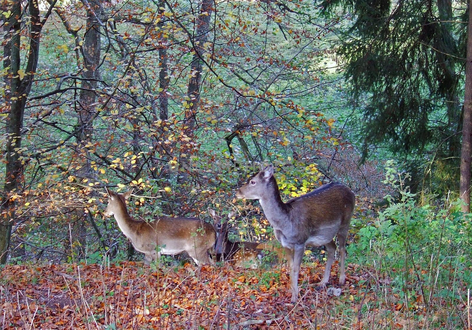 Fallow deer