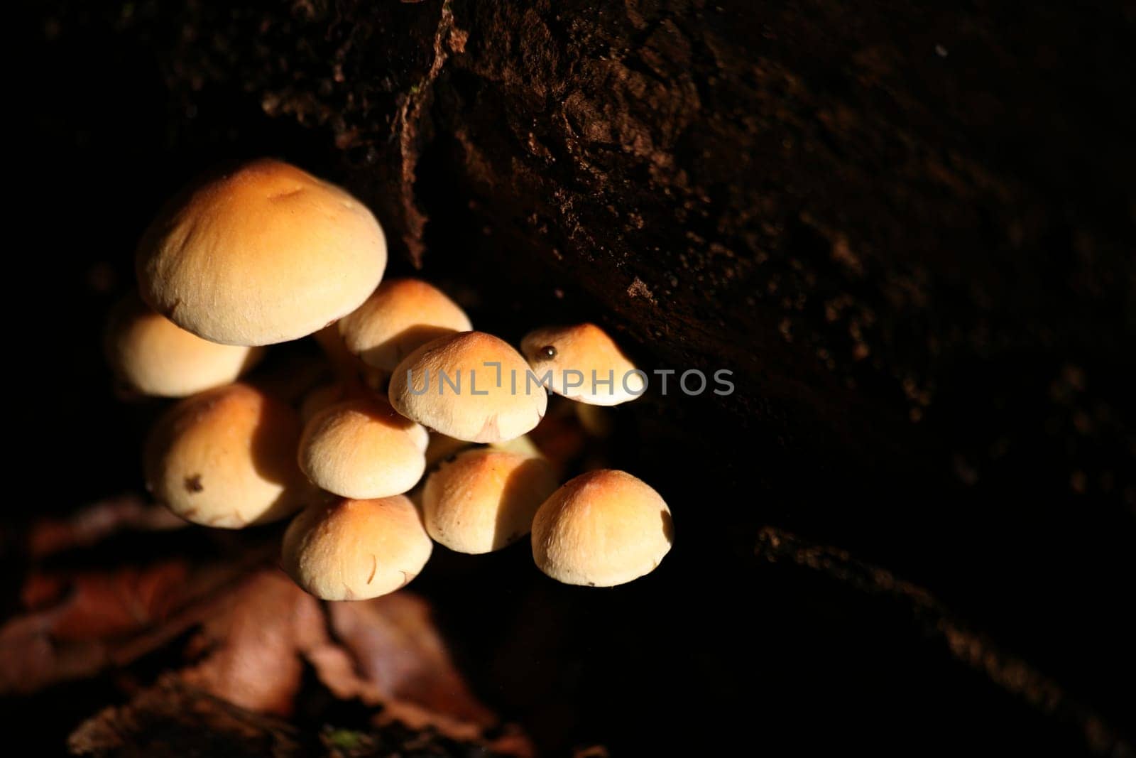 Sulfur tuft