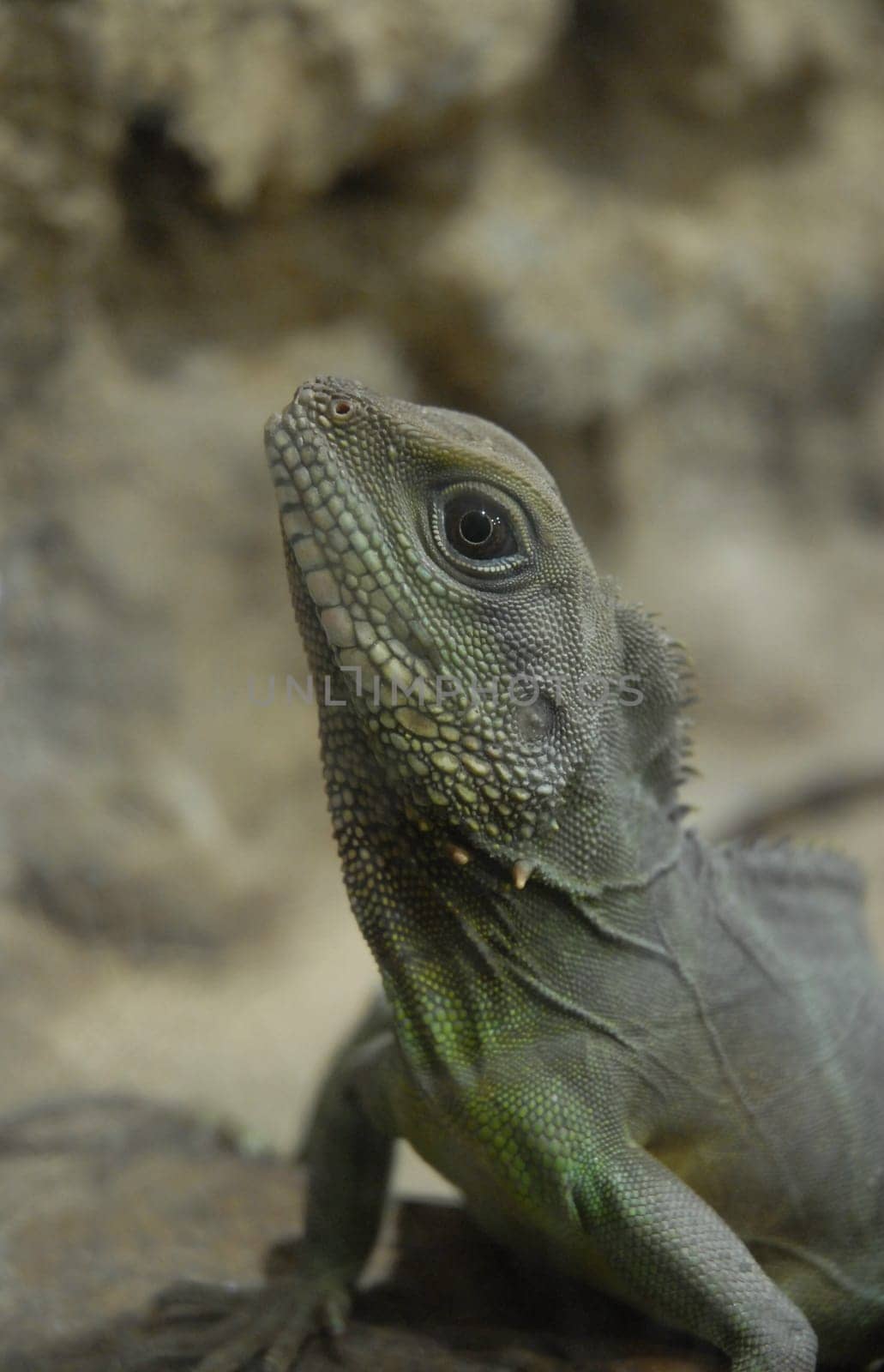 Lizard