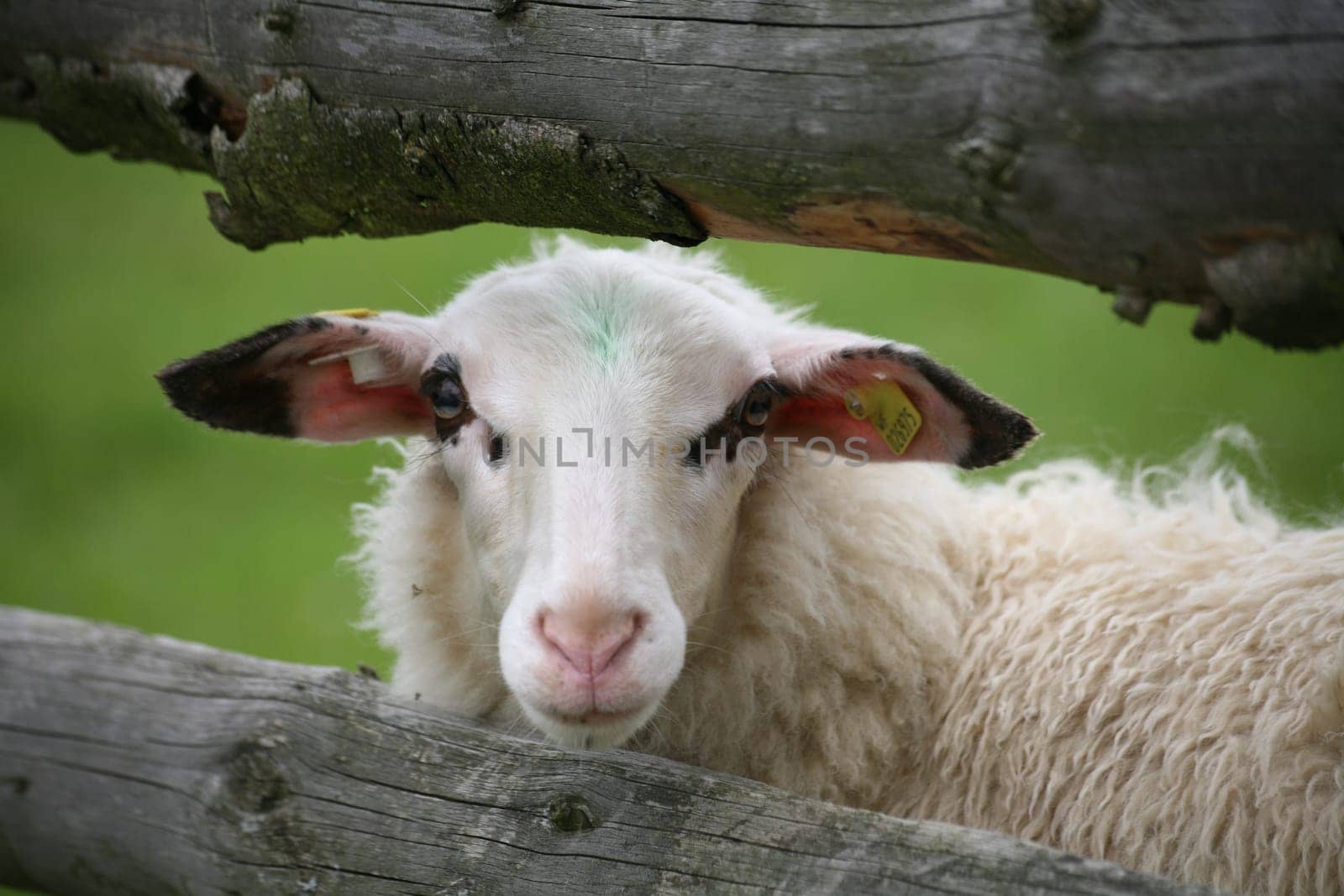 Sheep in a pasture