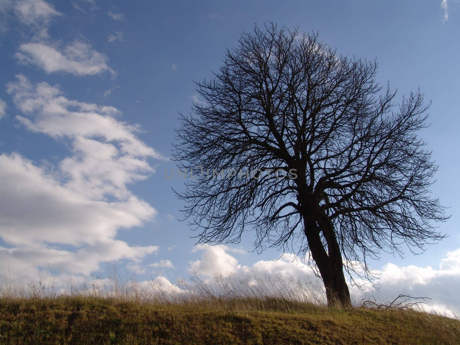 Crooked tree