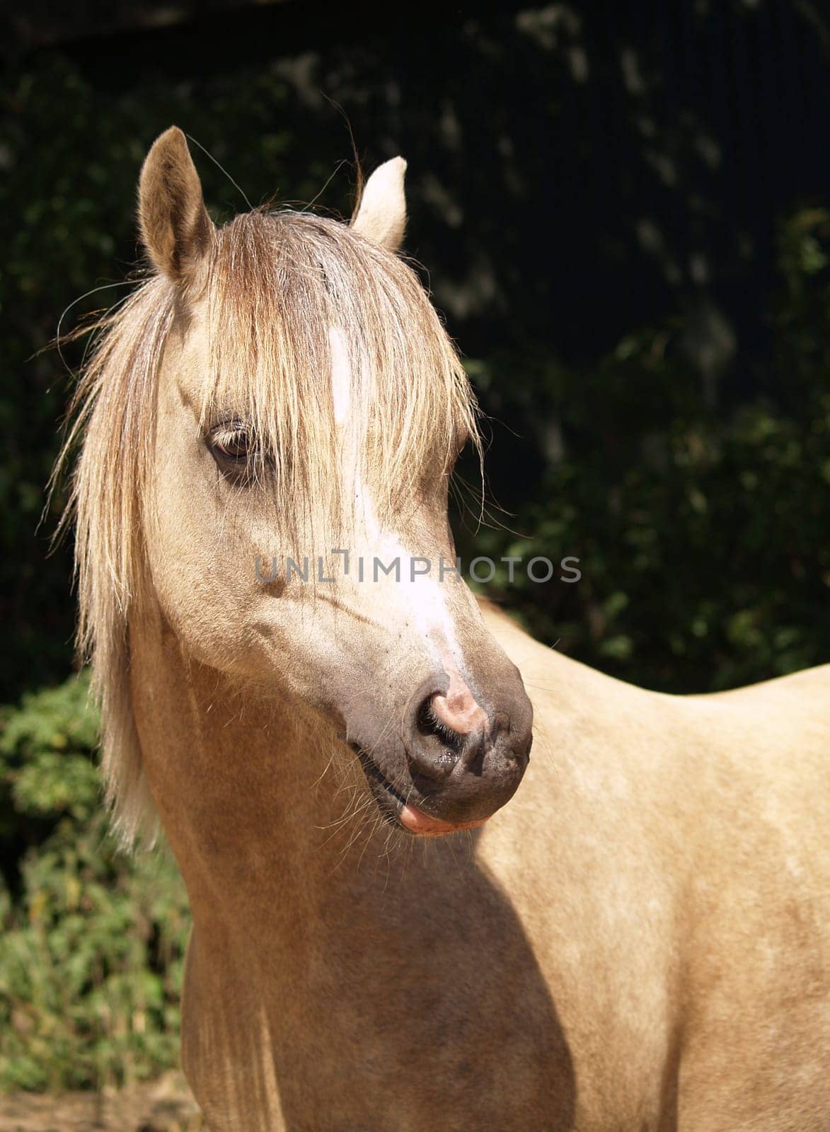 Pony