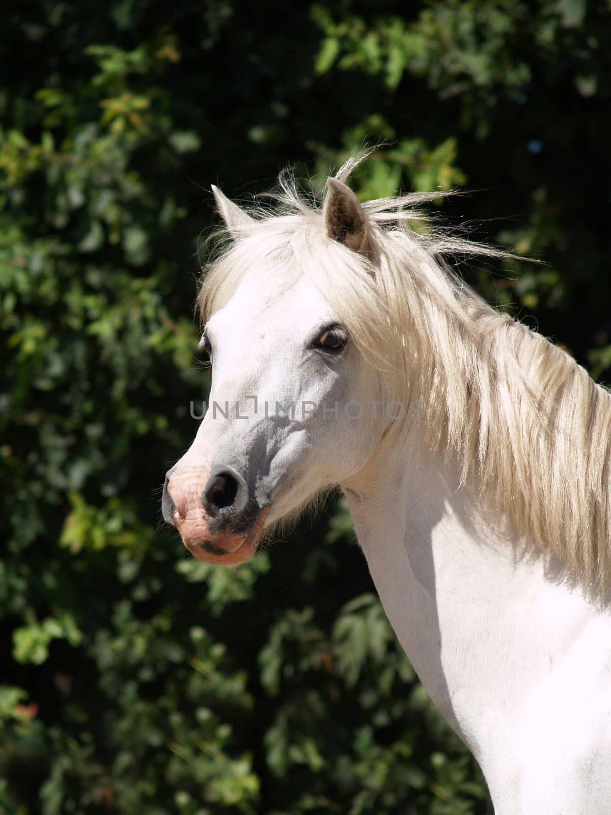 Pony portrait