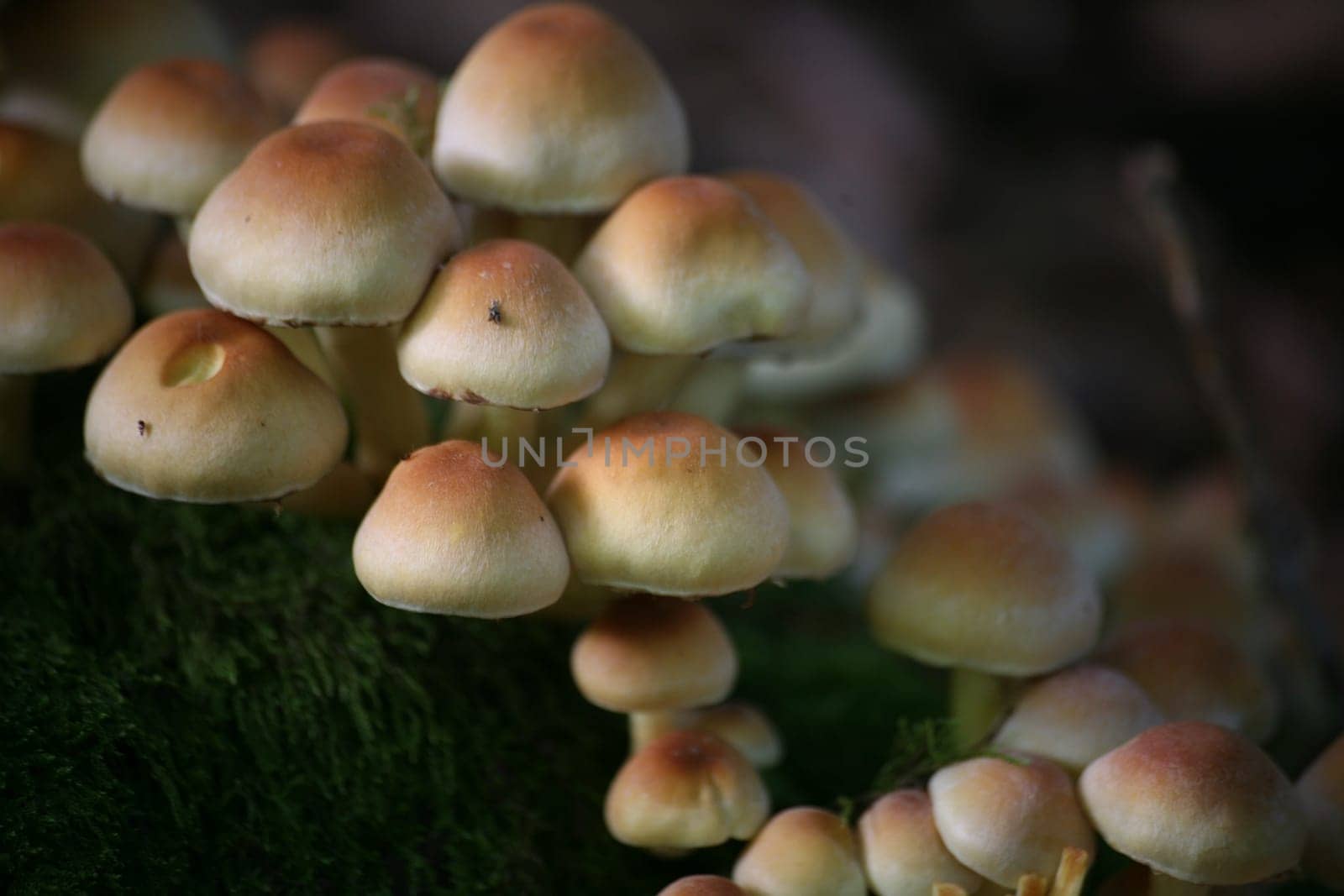 Sulfur heads