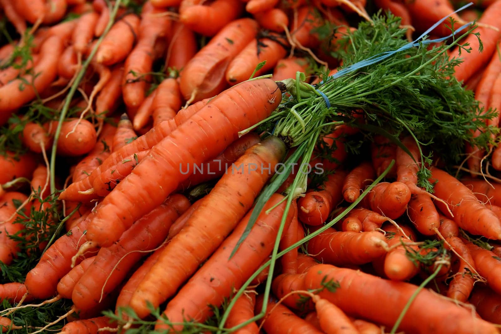 Carrots at the weekly market