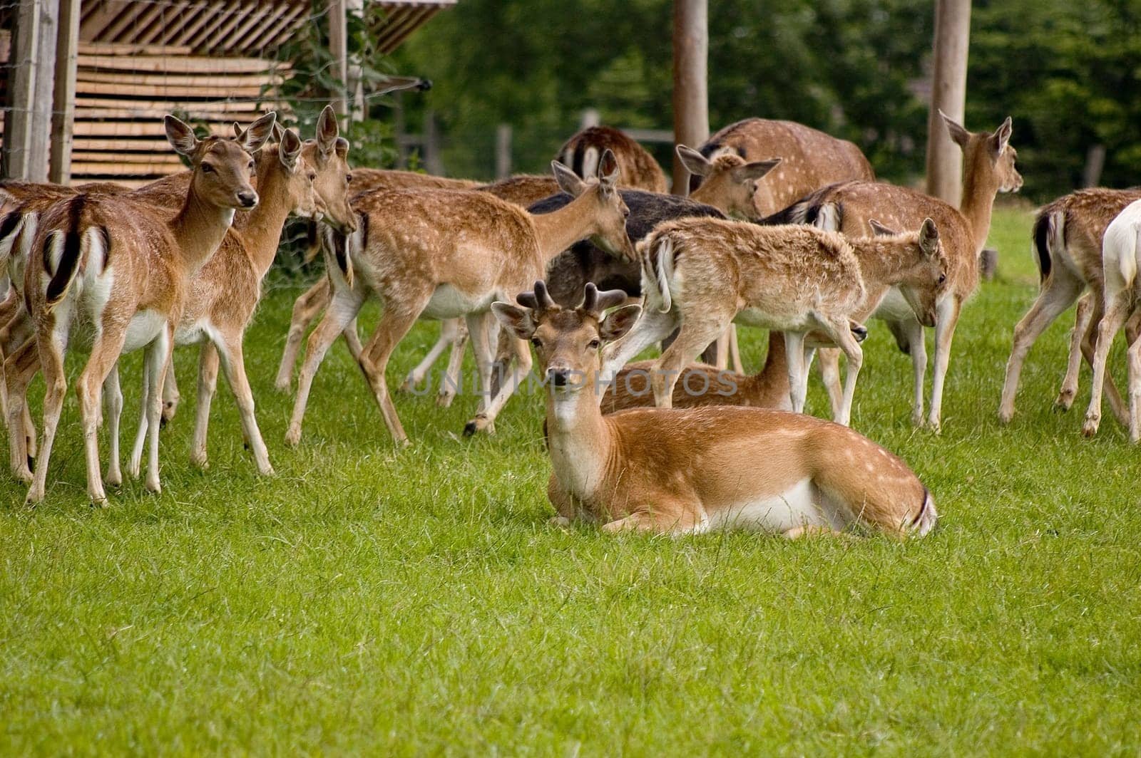 Deer