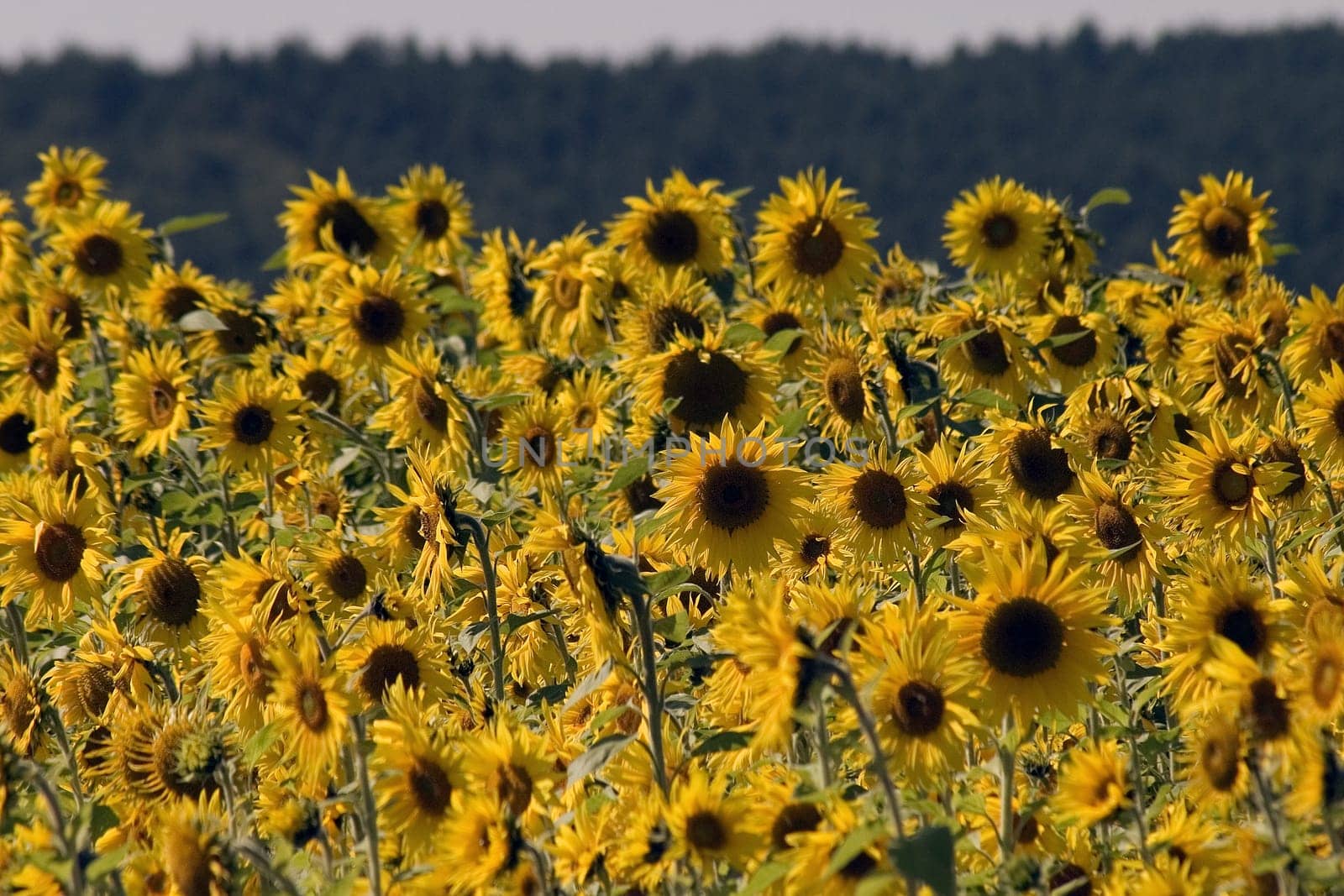 Sea of flowers
