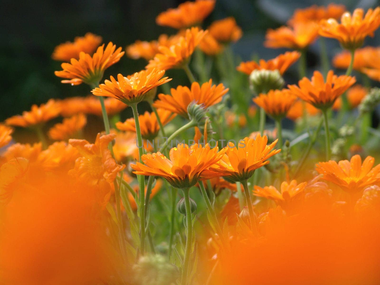 Marigolds