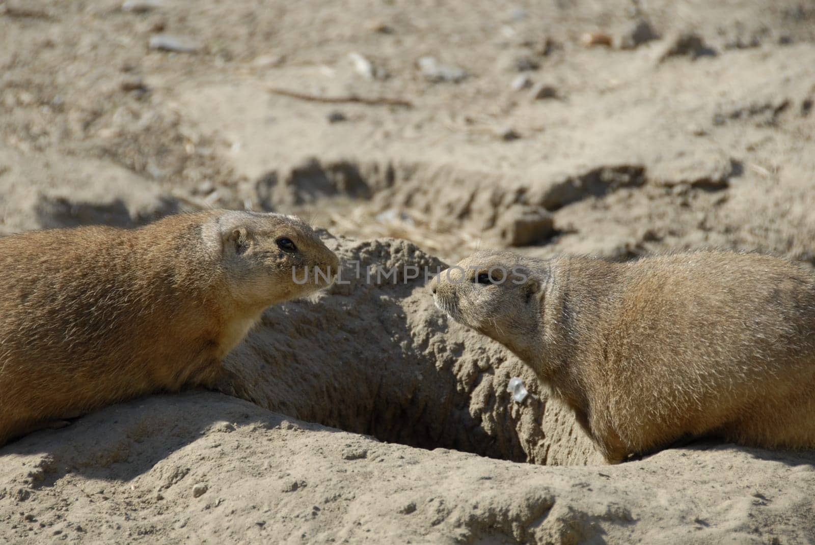 And the marmots look forever