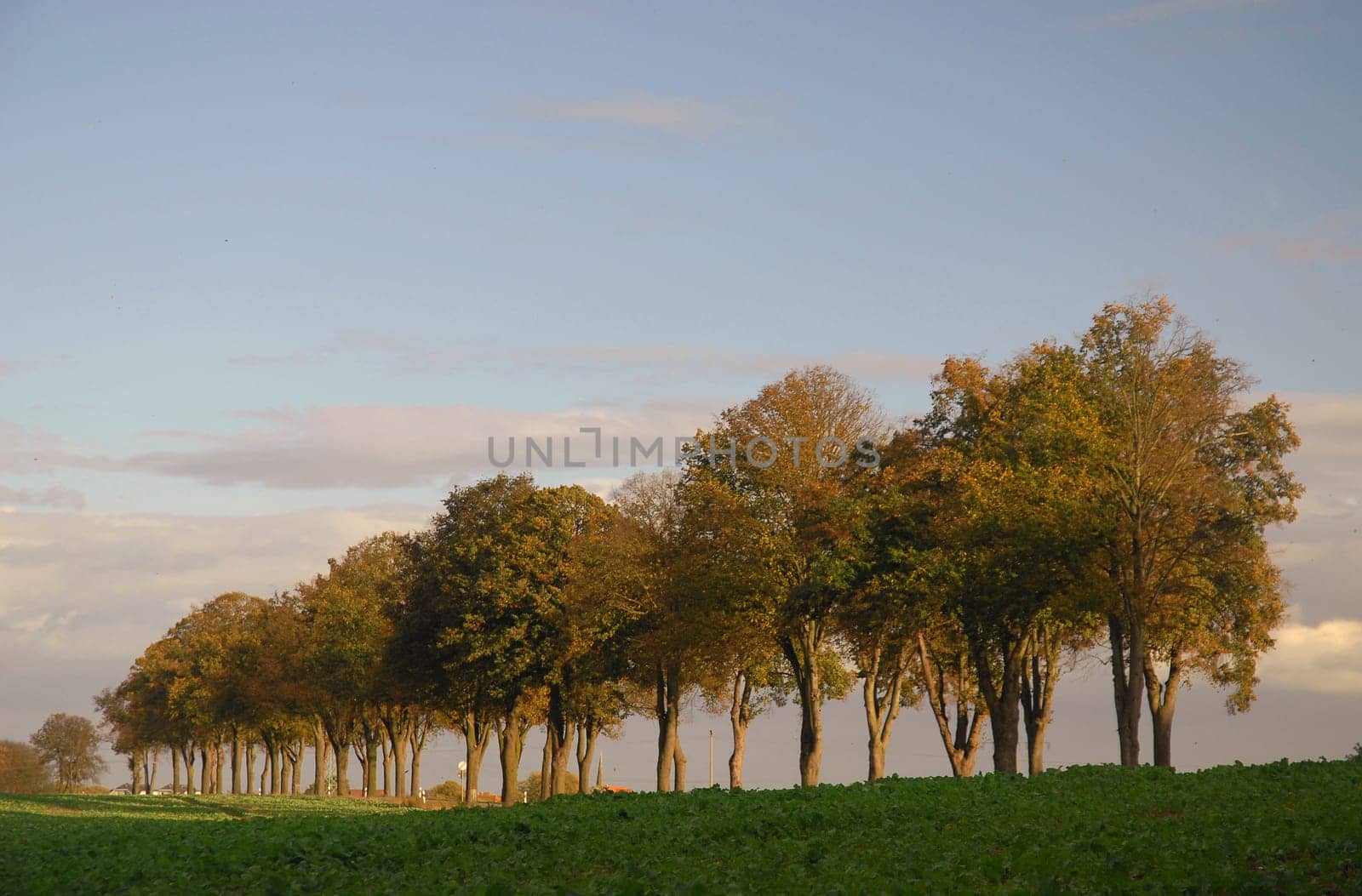 The avenue