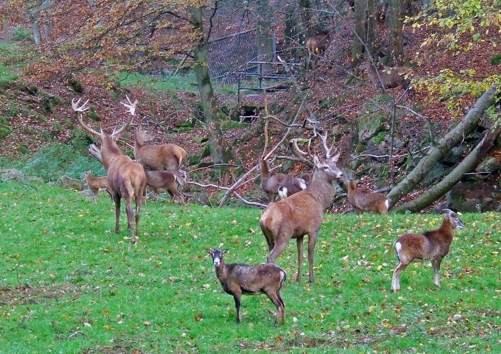 Deer and goats