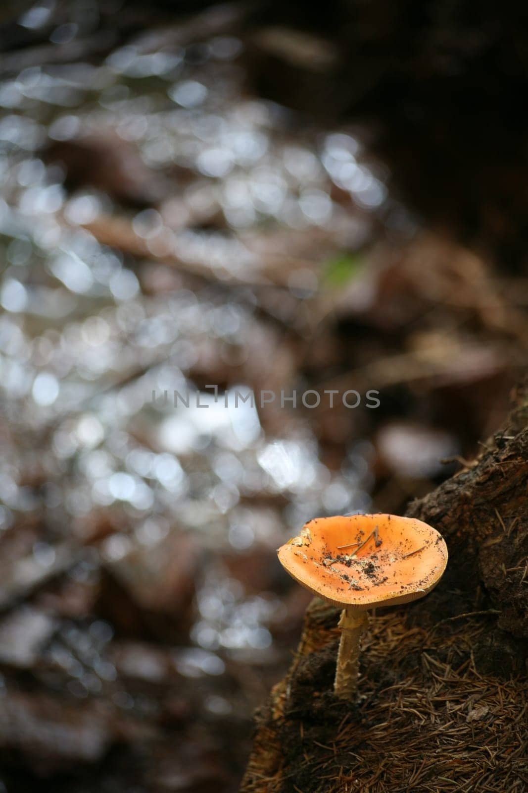 Young toadstool on a stream bank