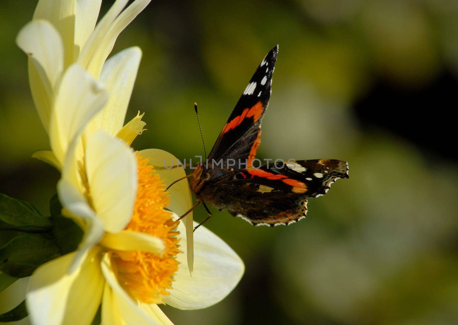 Once again a little summer memory....!:-)