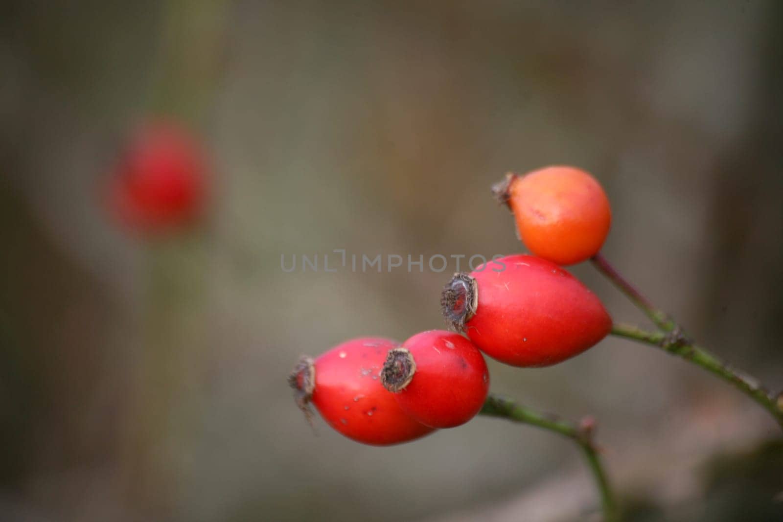 Haws