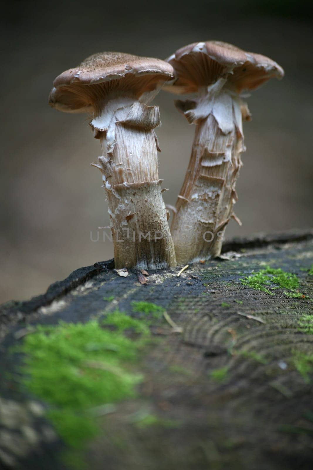 Two young Hallimasche on a tree stump