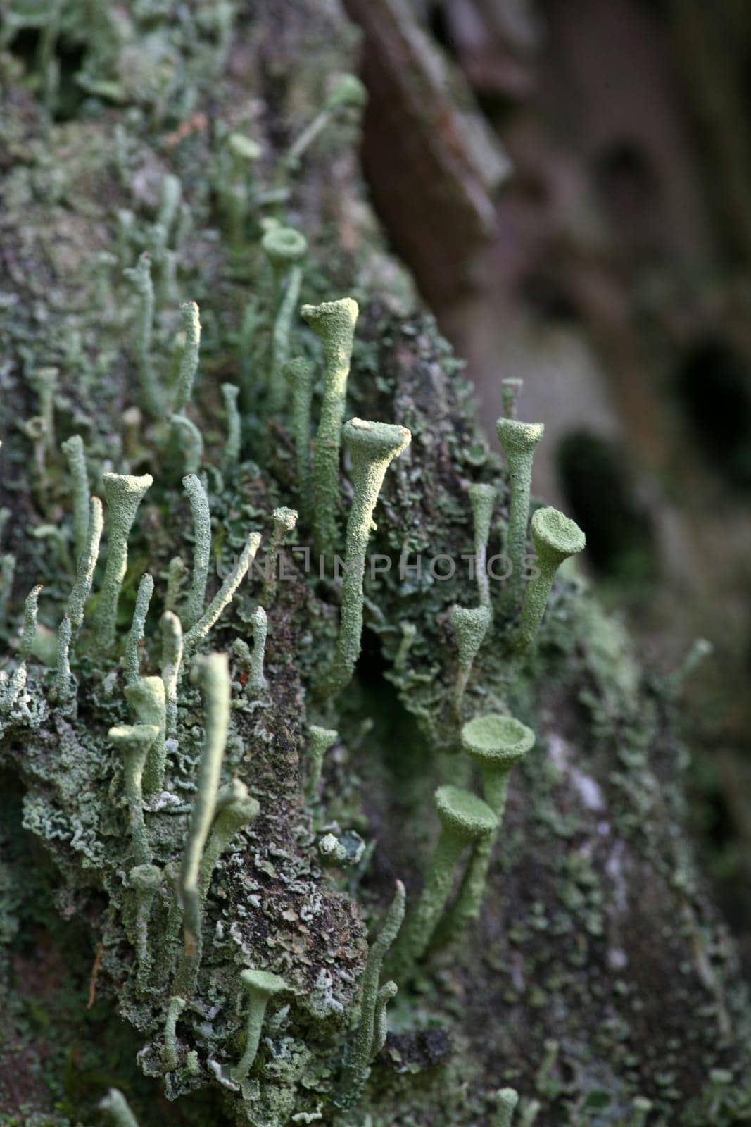 Cladonia fimbriata