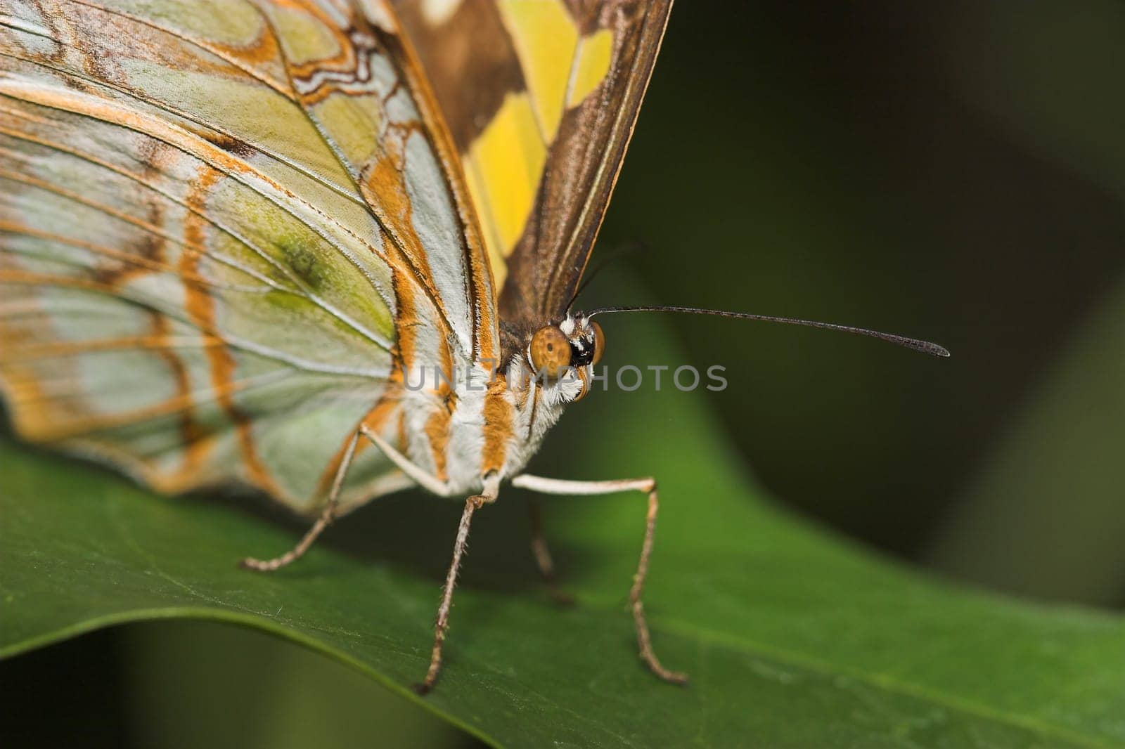 Butterfly II