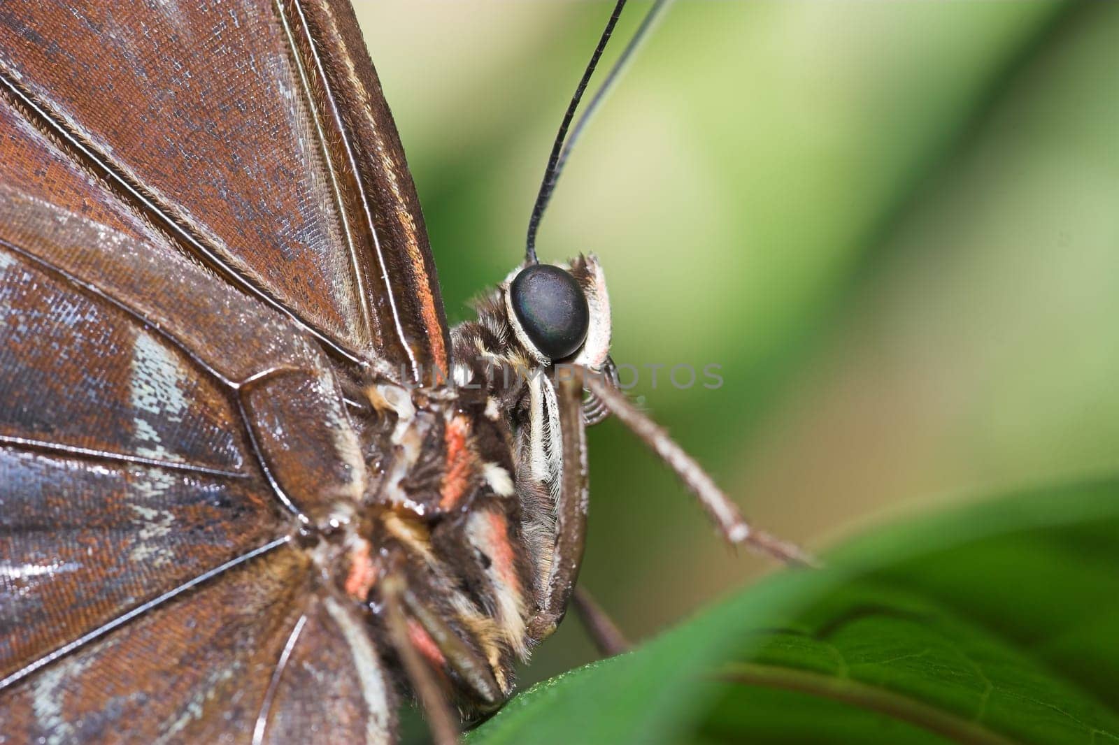Butterfly IV
