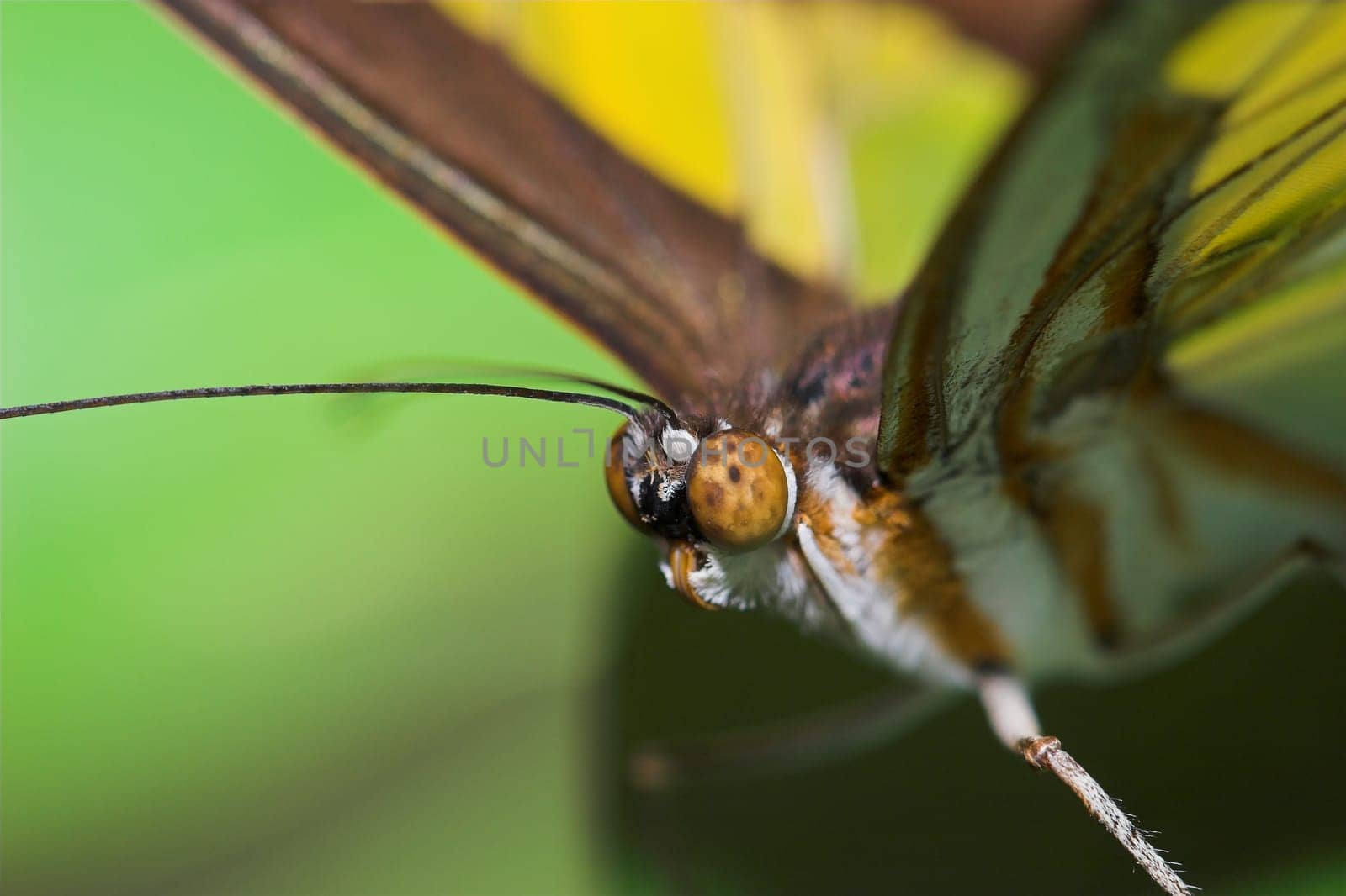 Butterfly III