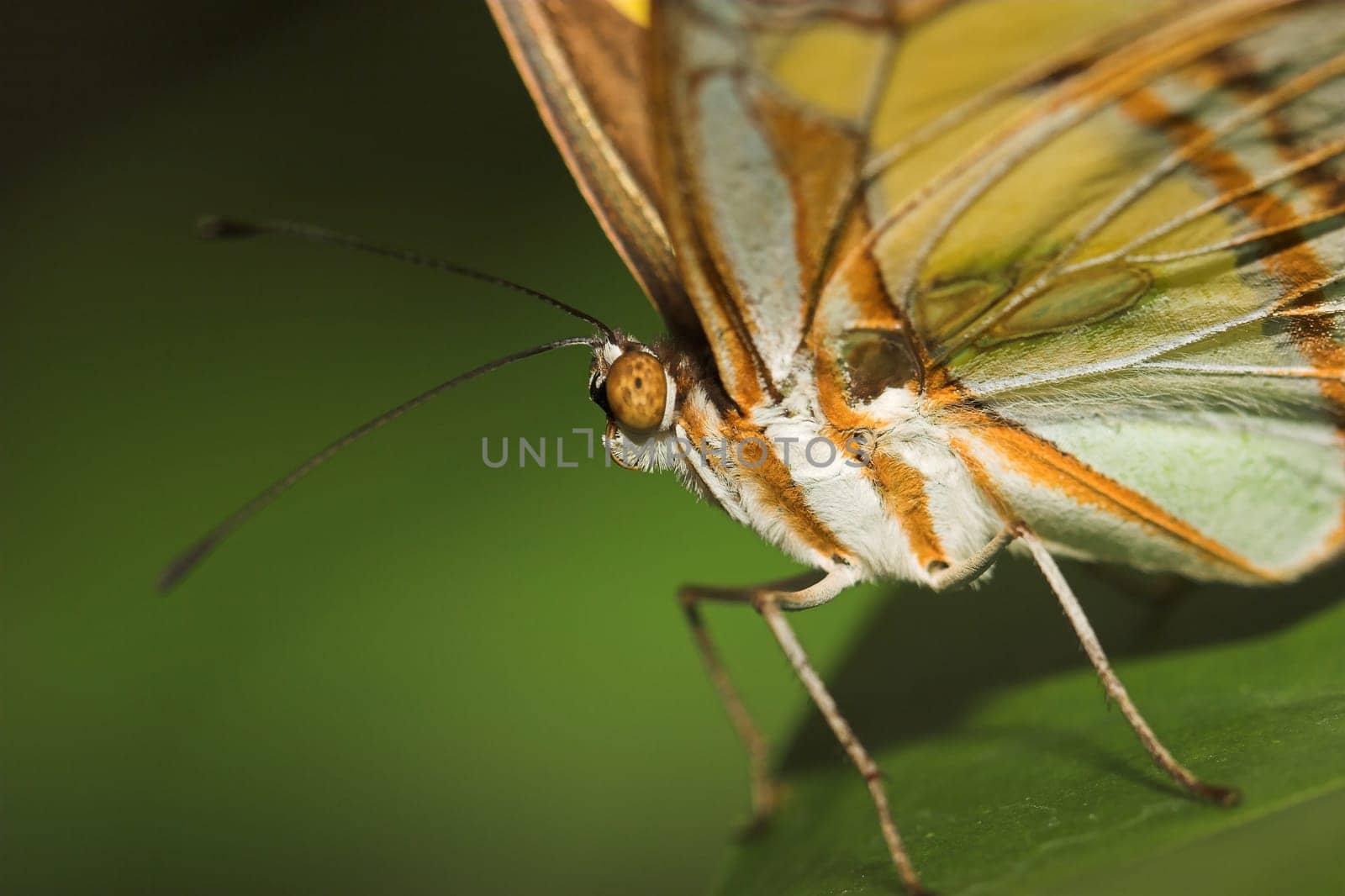 Butterfly I