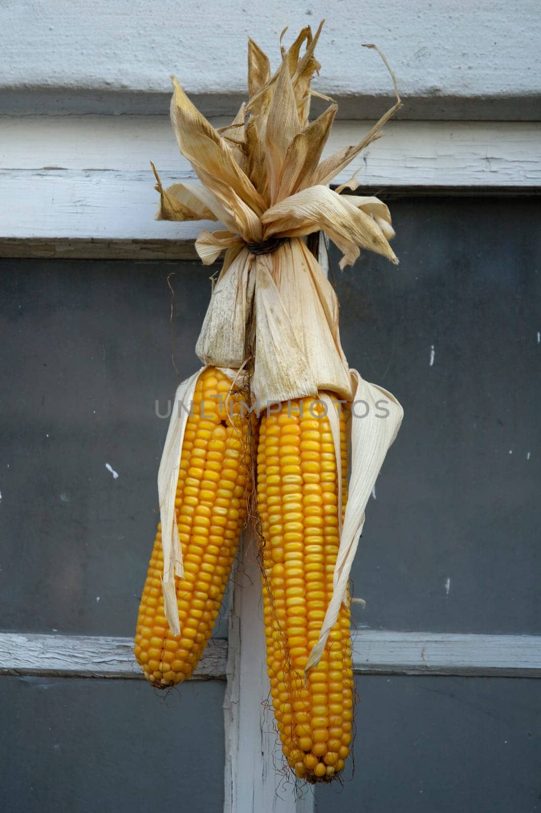 Corn on the cob hangs on the wall
