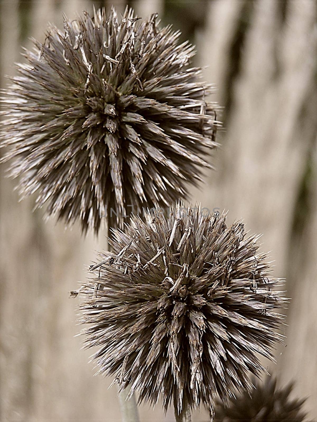 "Thistle"" colloquially means a herbaceous,prickly plant. Thistles (genus Echinops from gr. echinos = hedgehog and ops = similar) are a genus of flowering plants in the daisy family Asteraceae."