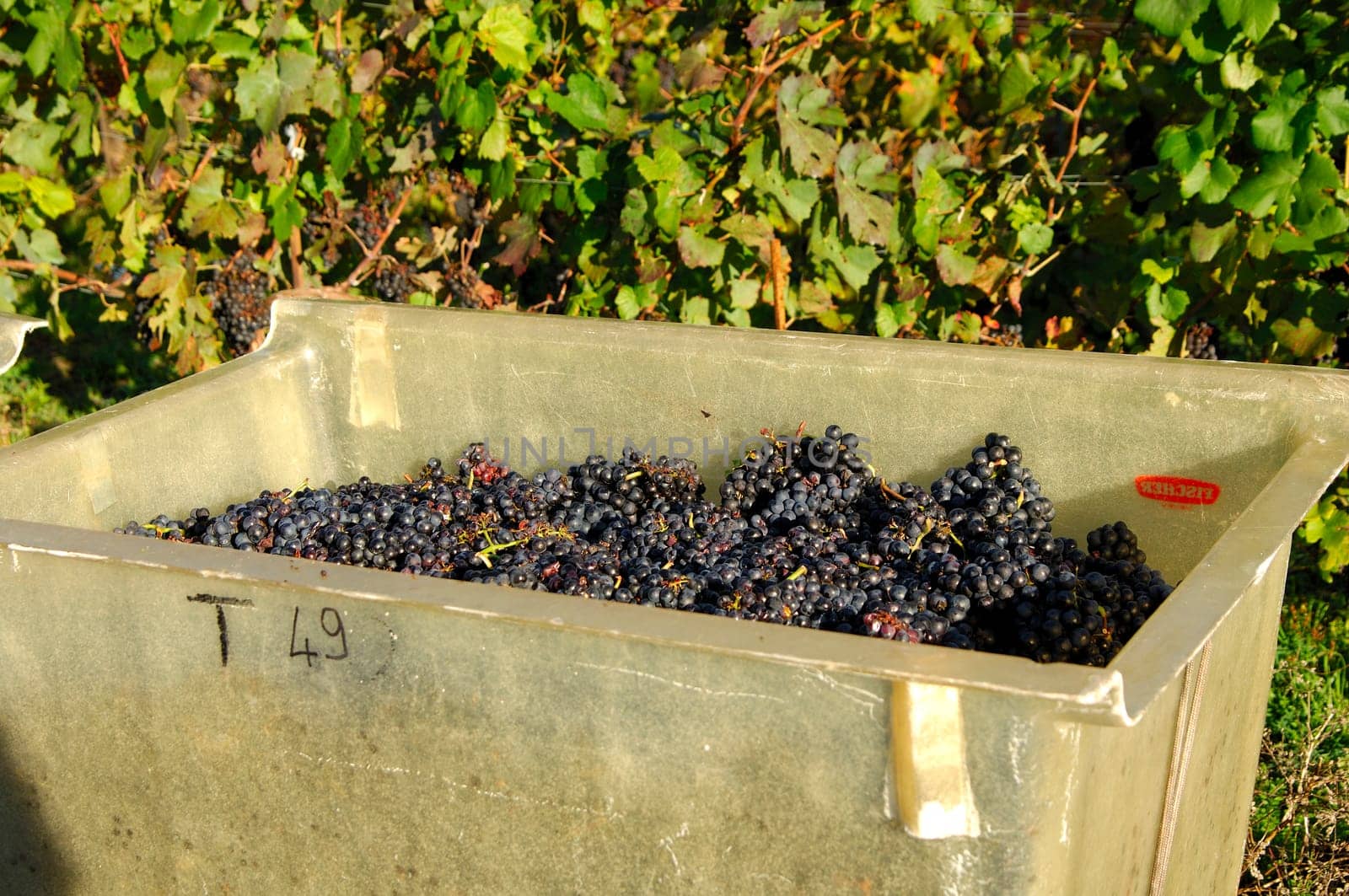 Blue grapes