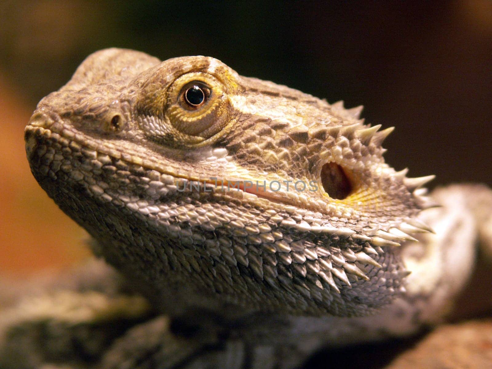 Portrait of the bearded dragon