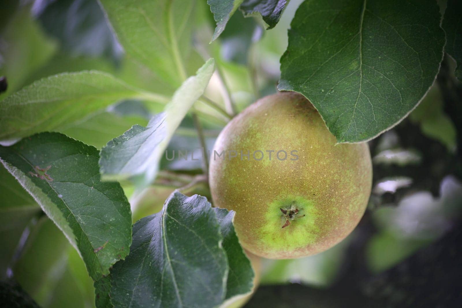 Extertal apple