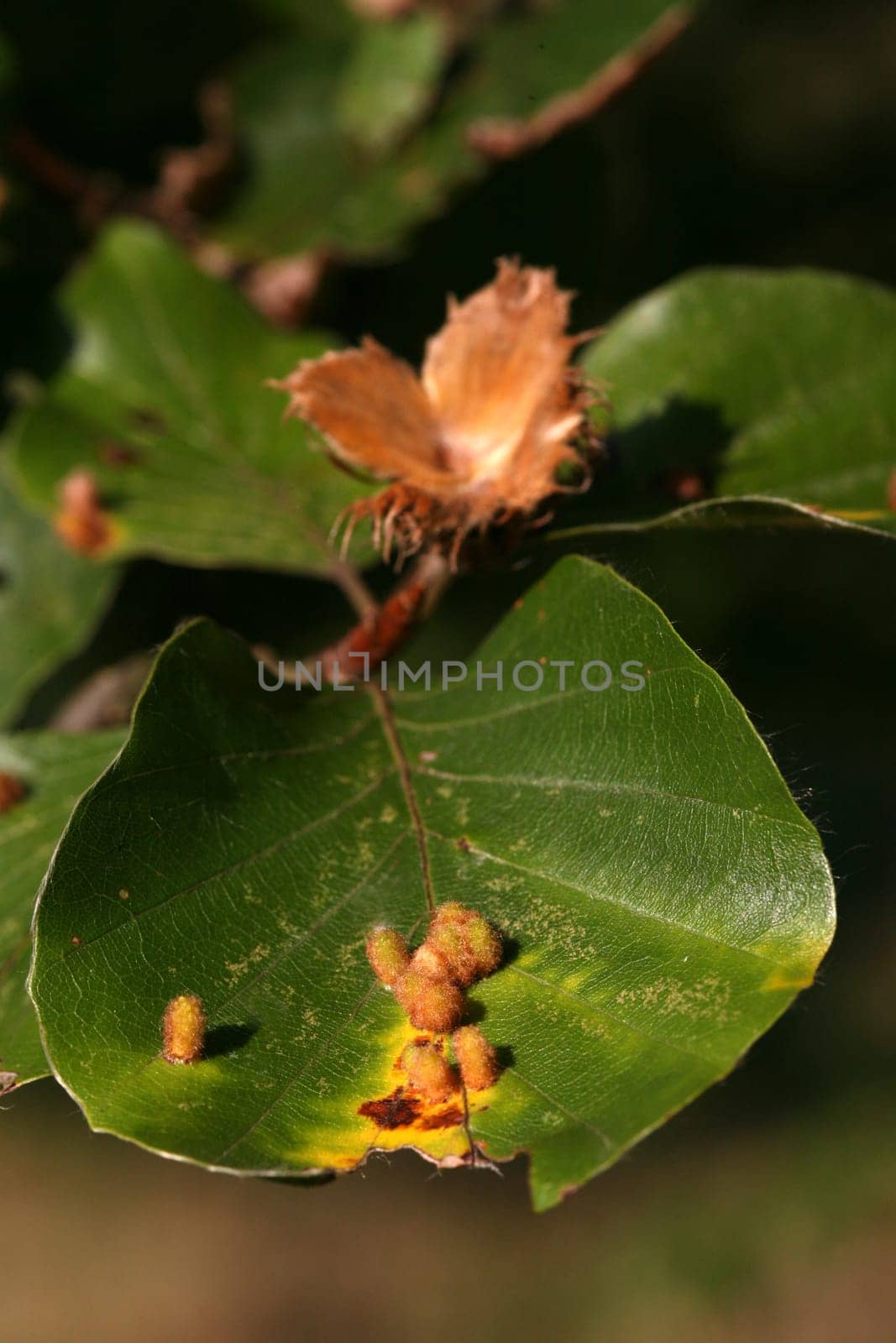 Beechnuts and galls of the beech gall midge on a European beech