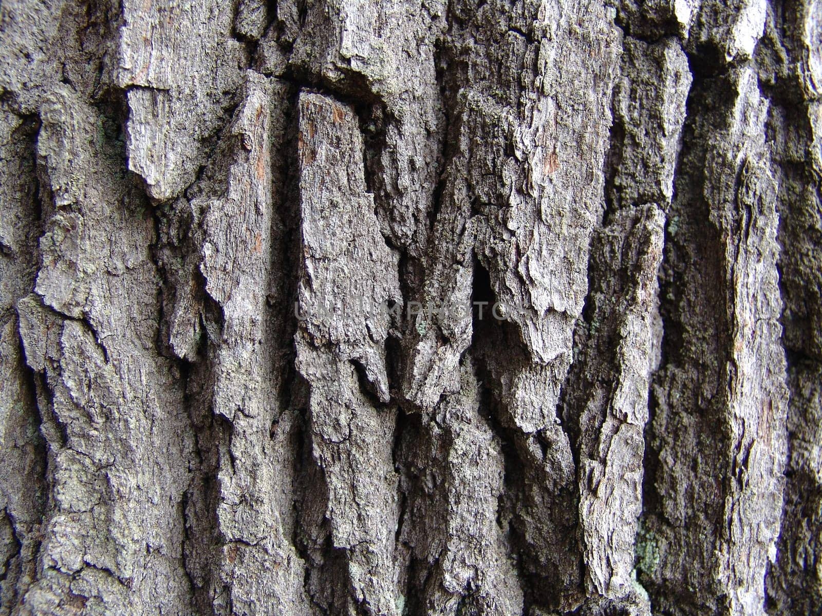 Oak bark