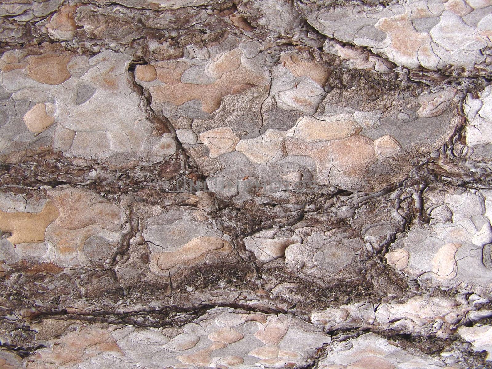 Pine bark