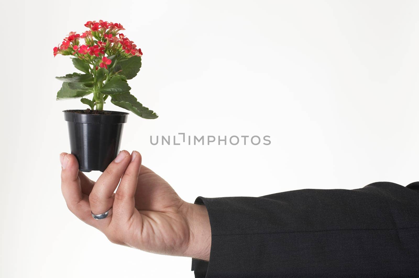 small plant