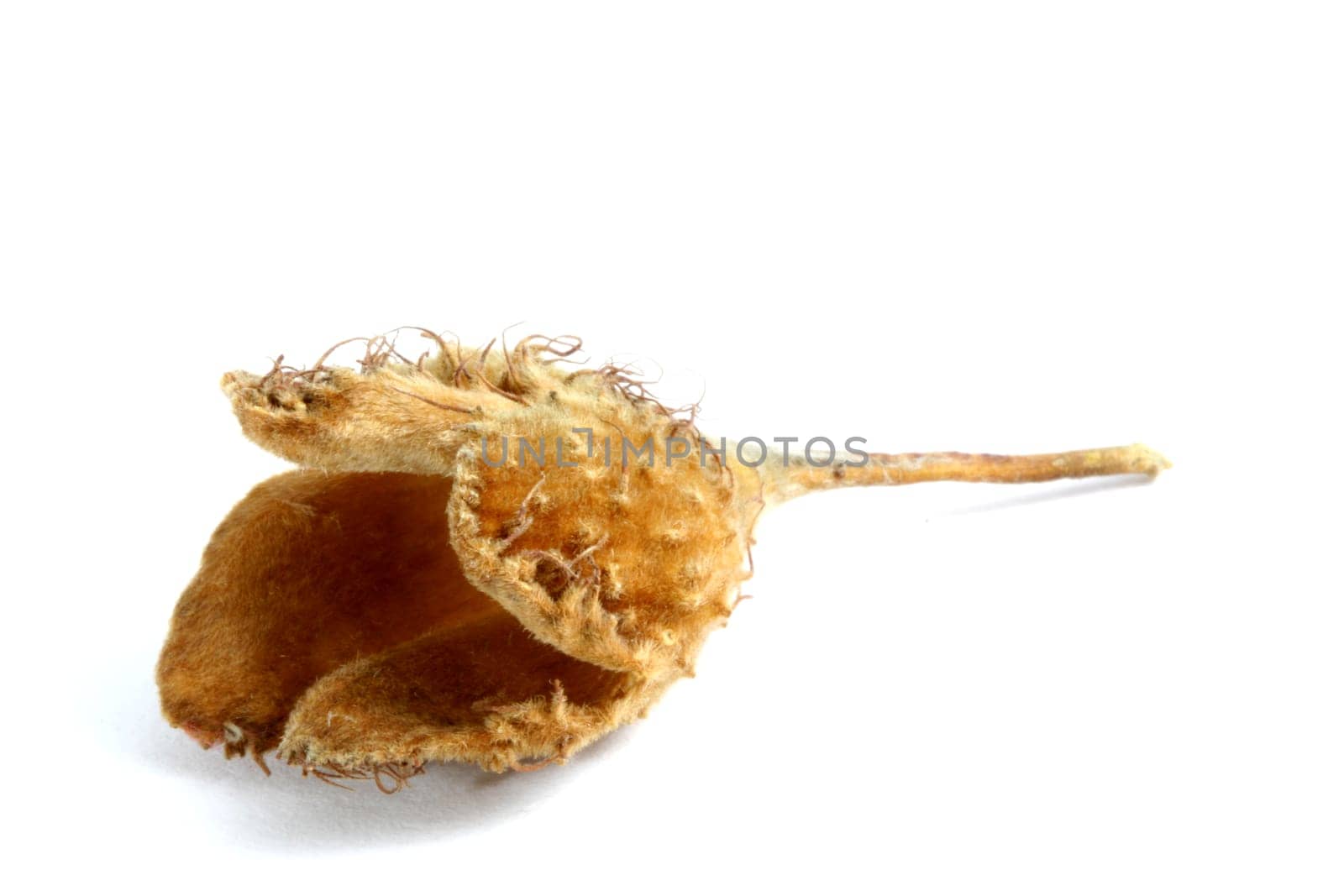 Beechnut shell