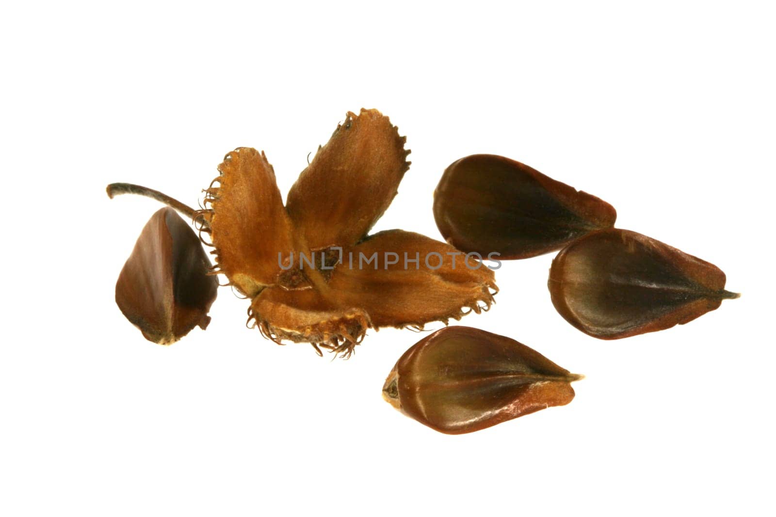 Beechnut