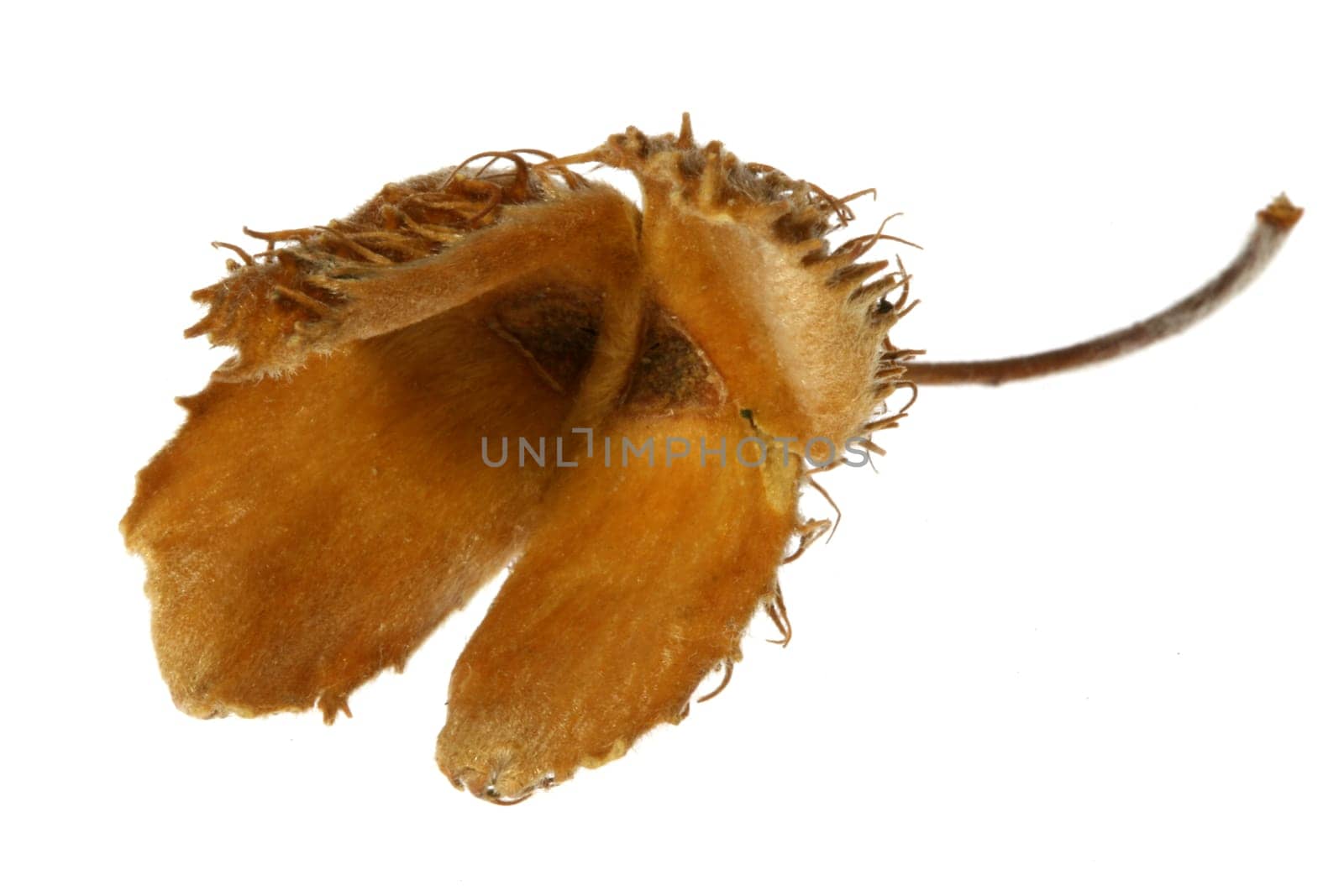 Beechnut shell