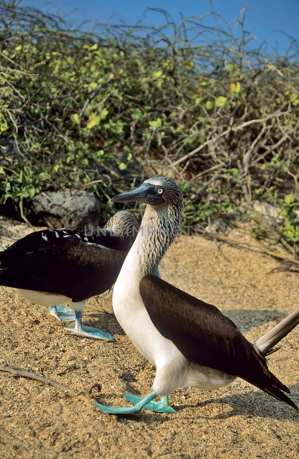 Blue-footed at courtship dance