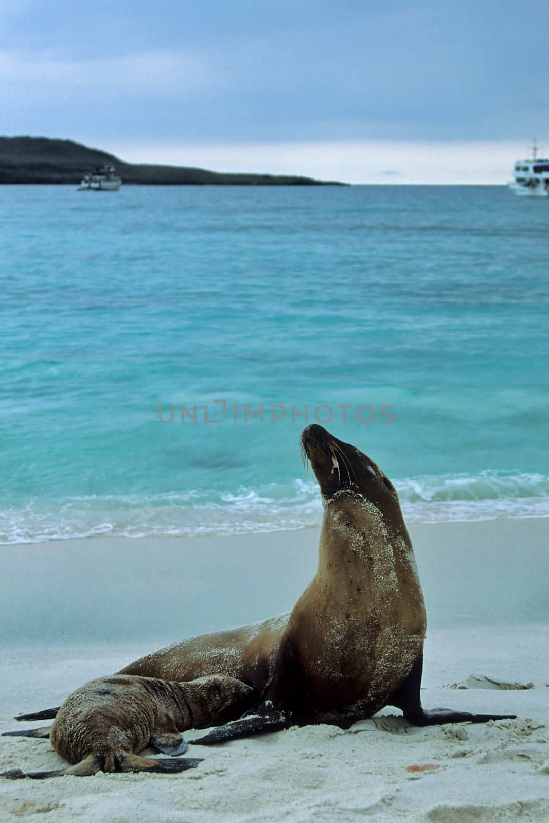 Galápagos sea lions