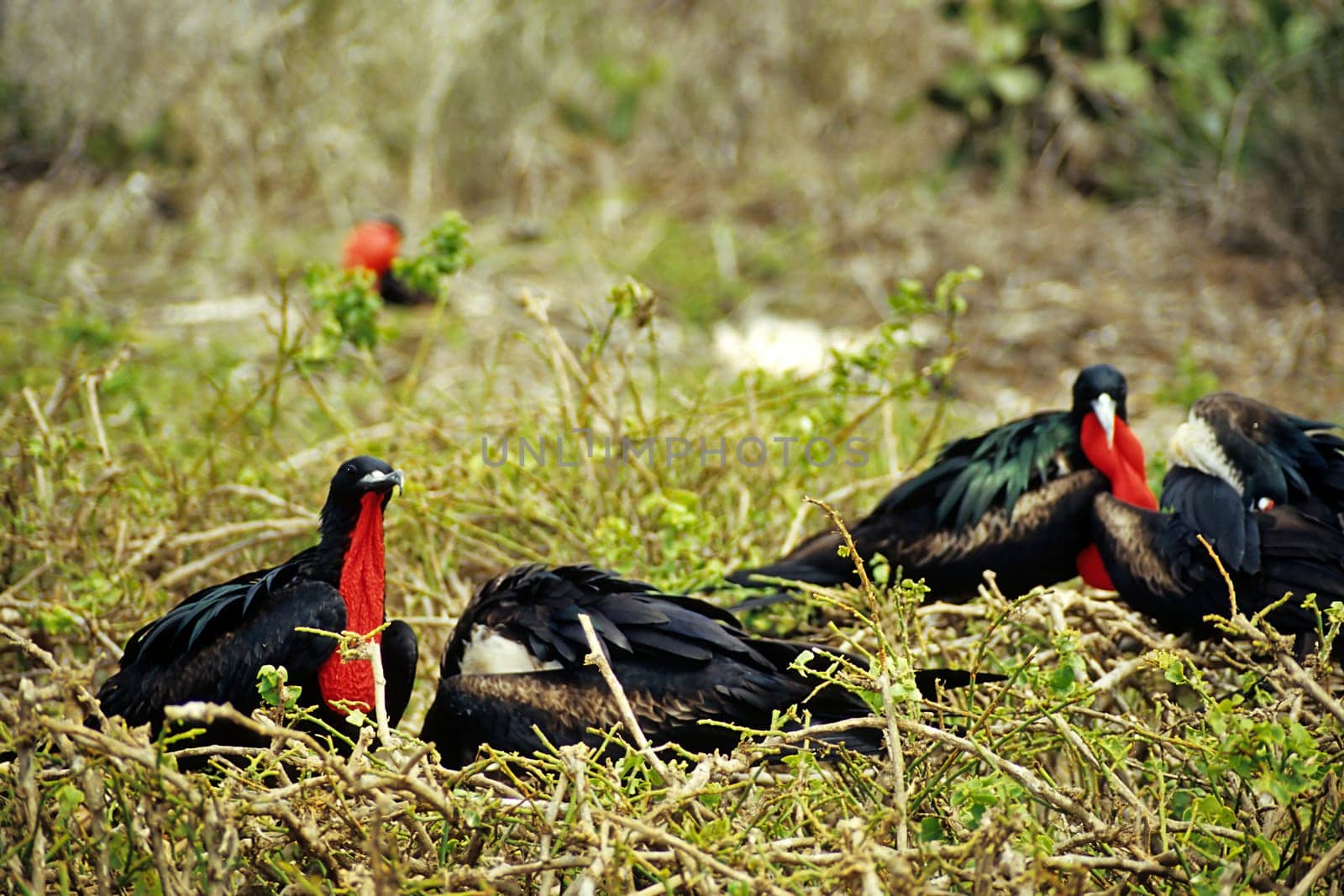 Frigate birds breeding