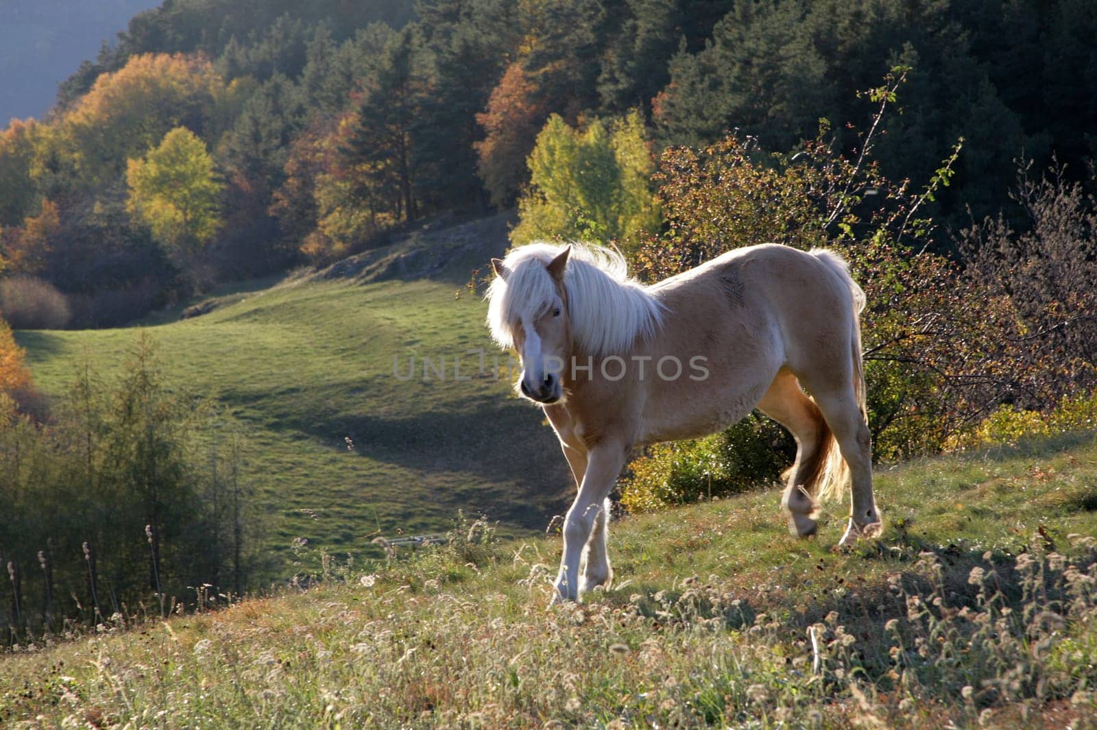 horse