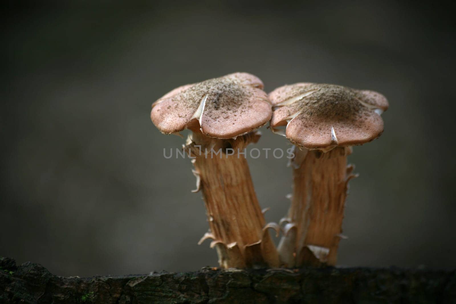 Two young Hallimasche on a tree stump