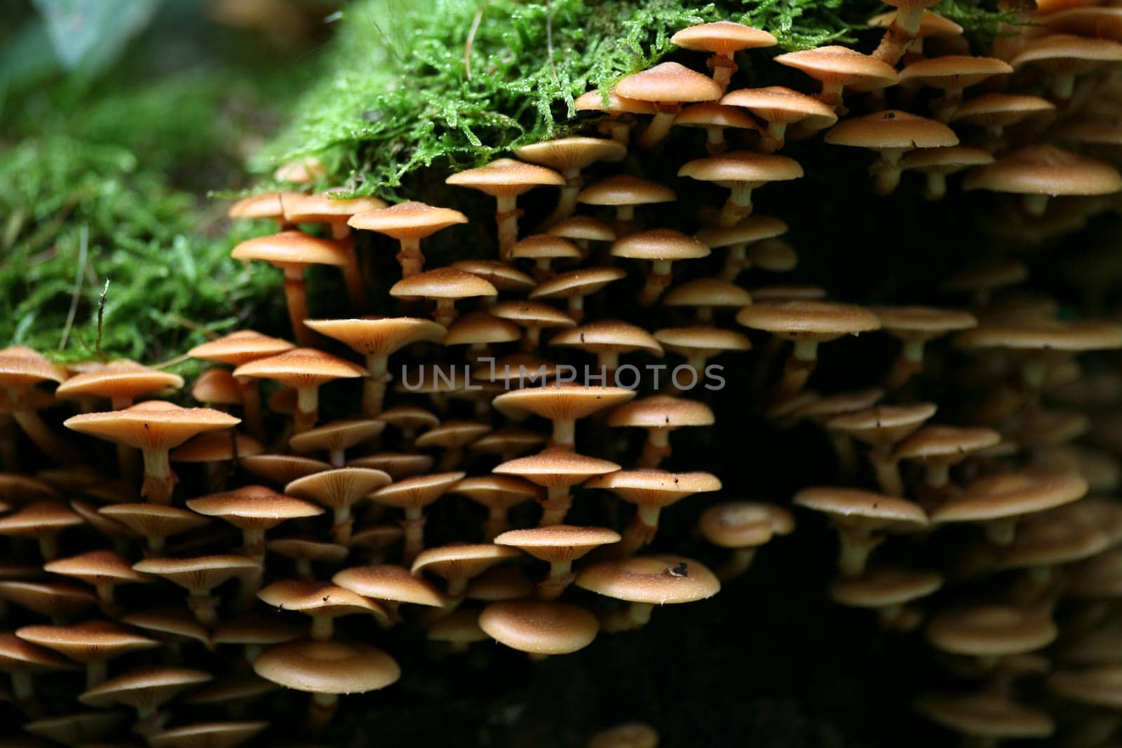 Kuehneromyces mutabilis