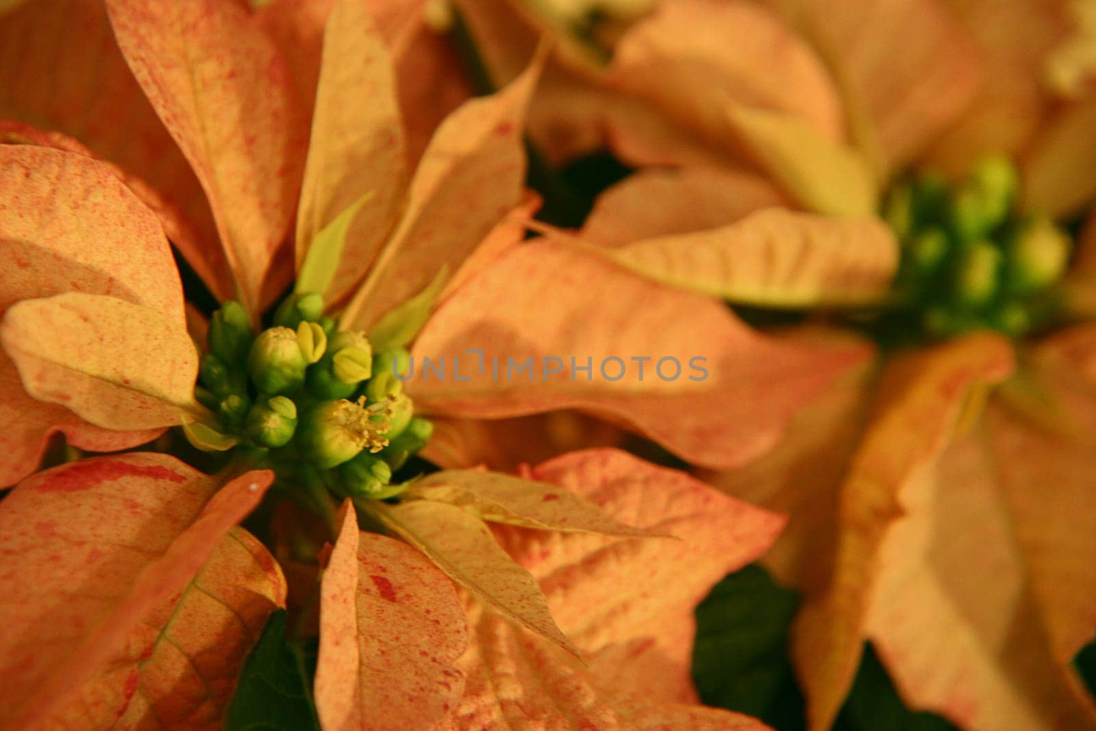 Poinsettia