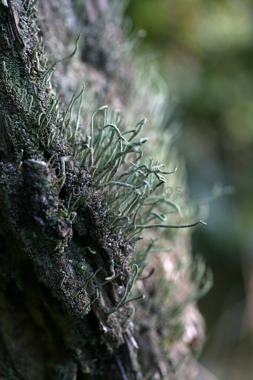 Young trumpet lichens (still without the typical,trumpet-shaped fruiting body)