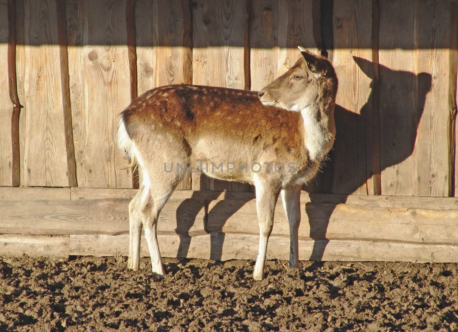Fallow deer