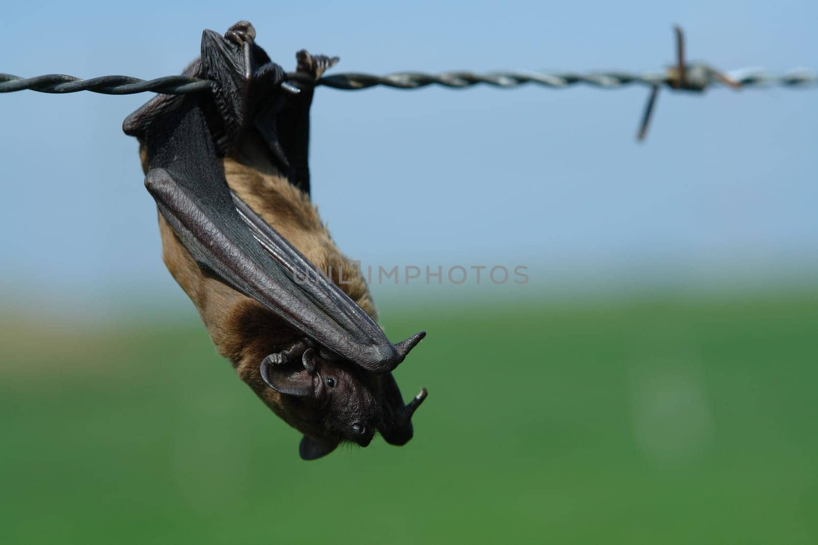 bat