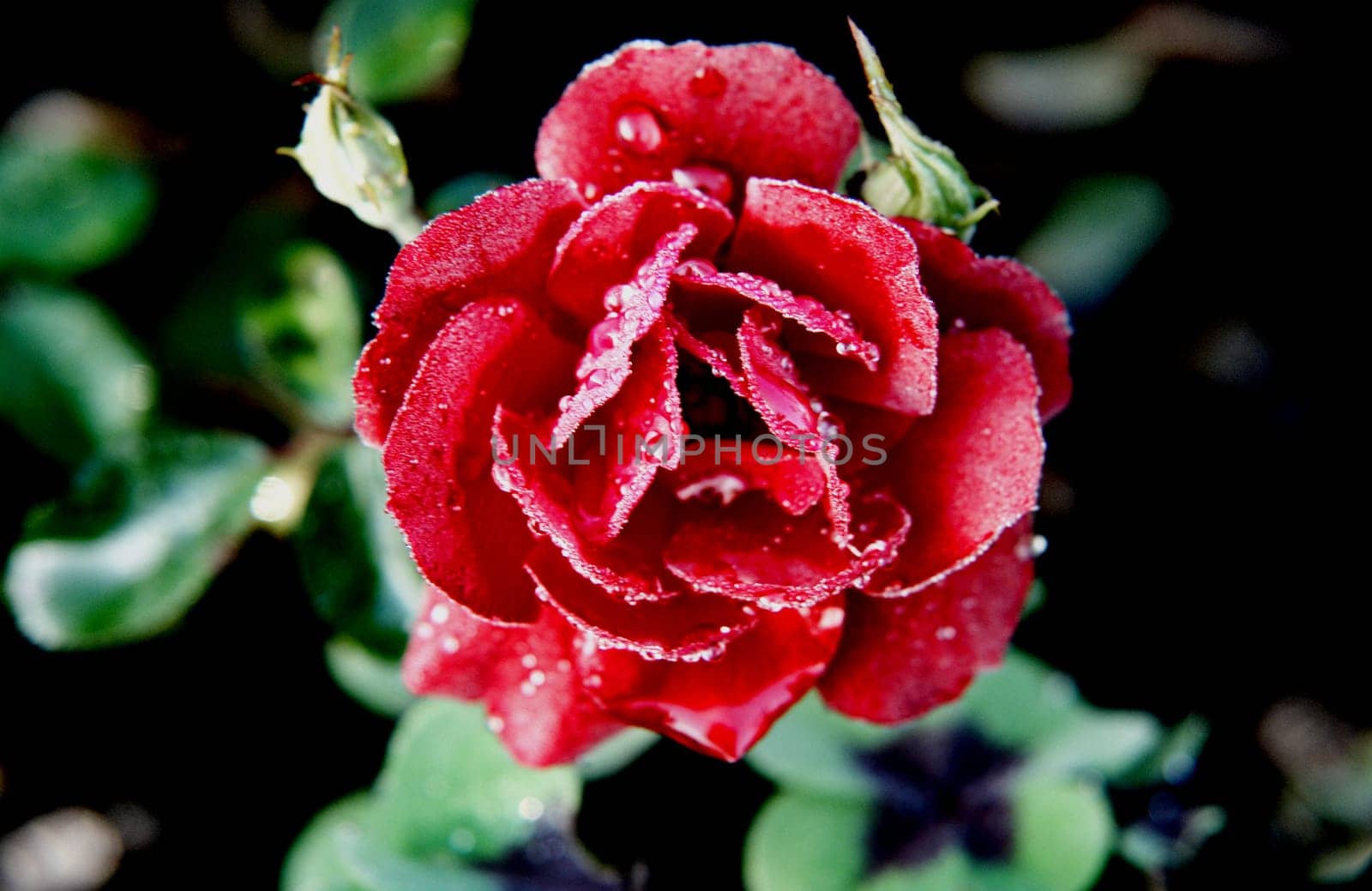 rose without hip without rosehip