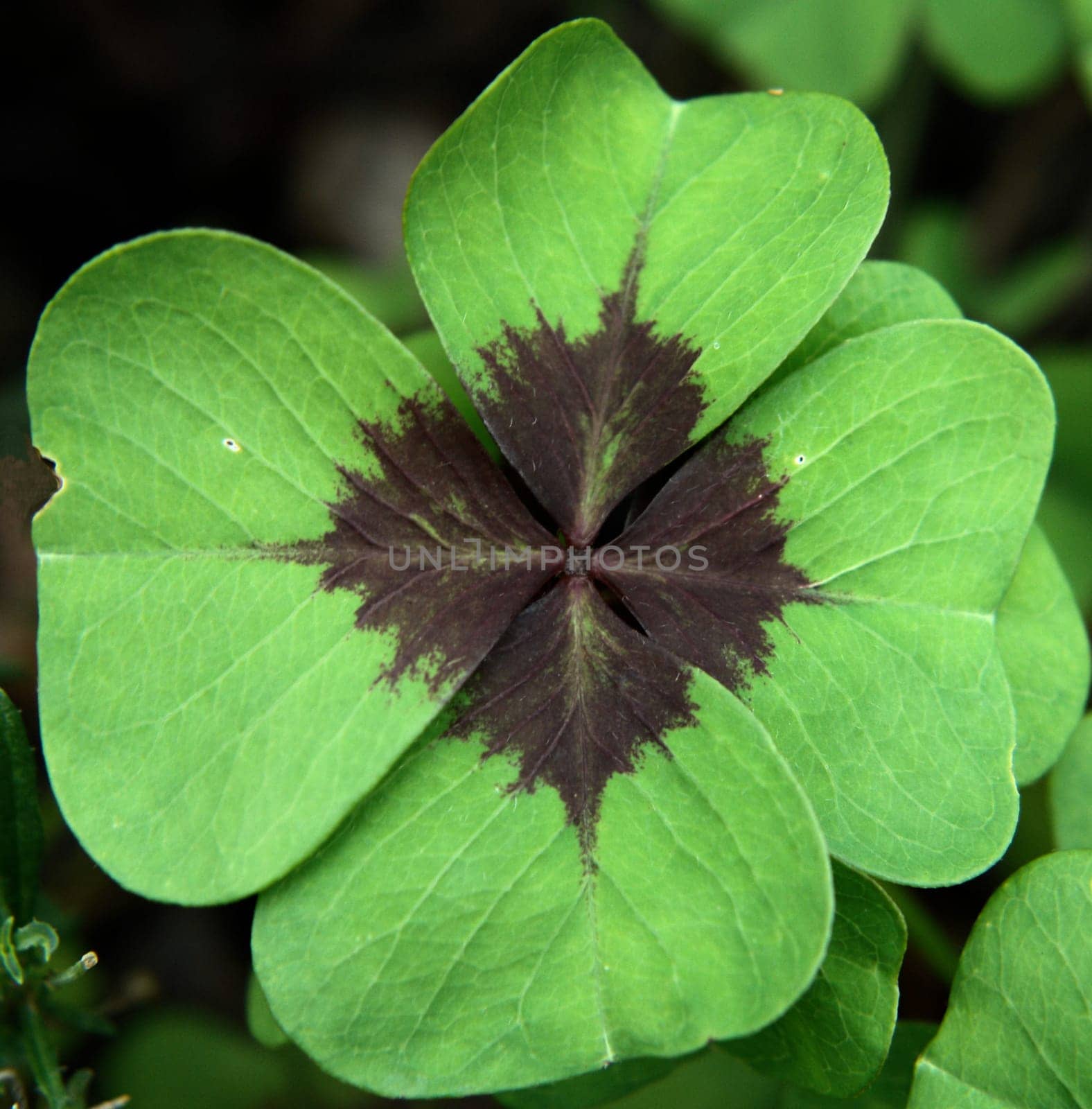 Lucky clover