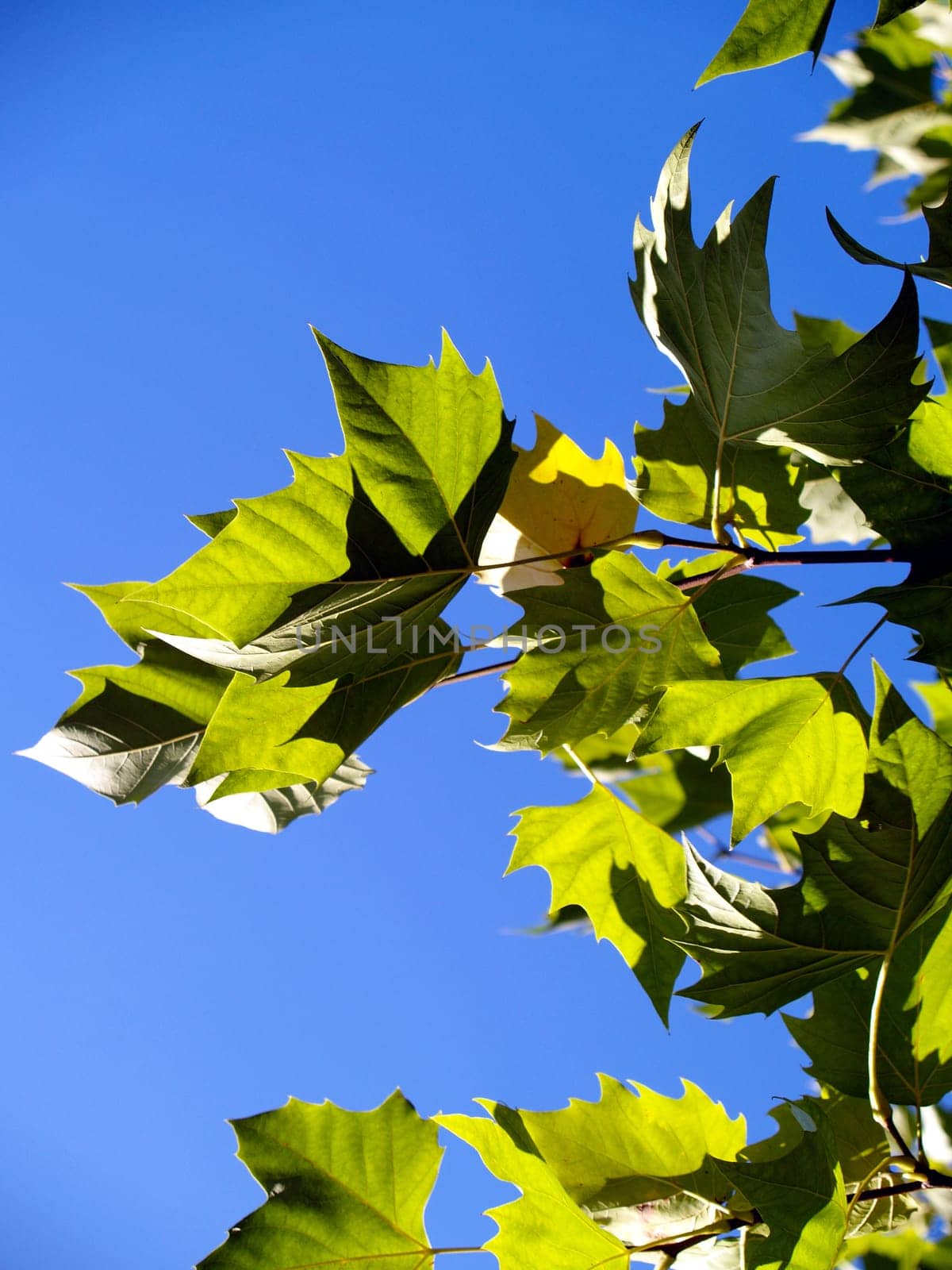 Leaves in autumn